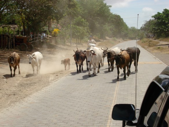 Cow Stampede - Ometepe