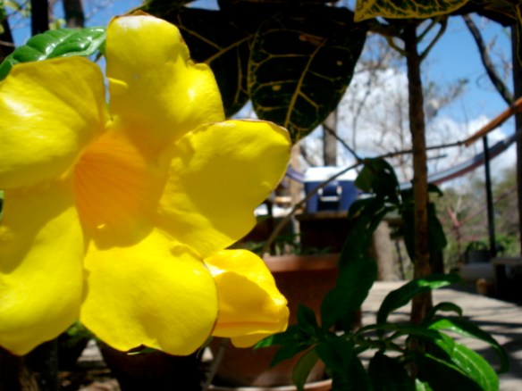 Yellow flower - Barrio La Planta - San Juan del Sur
