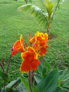 Flowers at the Surf Sanctuary