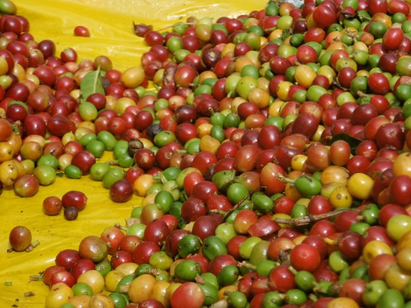 Coffee Beans (credit - Javier Baldovinos)