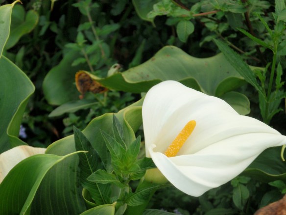 Flower (credit - Javier Baldovinos)